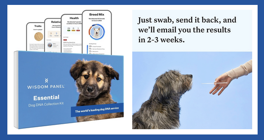 Dog DNA Test Kit from Wisdom Panel